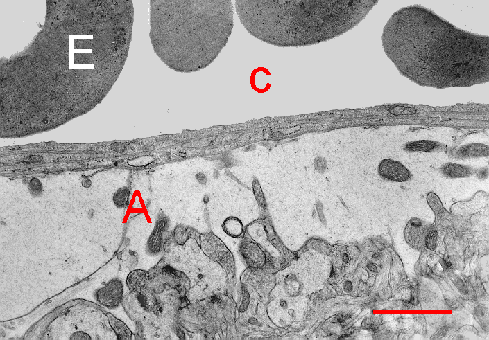 http://synapses.clm.utexas.edu/atlas/2_1_4.
