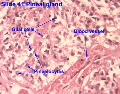 A tobozmirigy gliasejtjei Corpus pineale, pineal gland, pineal body, epiphysis cerebri or the "third eye" low magnification: the entire organ Histologically