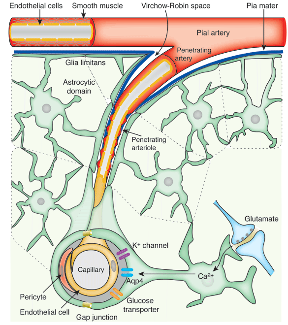 Glia limitans Cui 2012