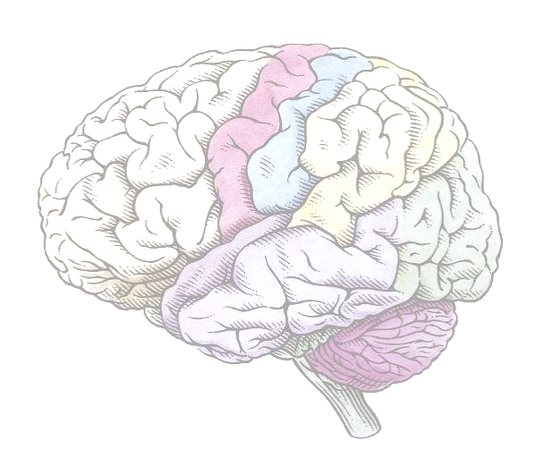 The executive functions of the brain izom mozgások primér motoros kéreg frontális kéreg parietális kéreg a tér és a végtagok helyzetének percepciója mozgás terv auditorikus