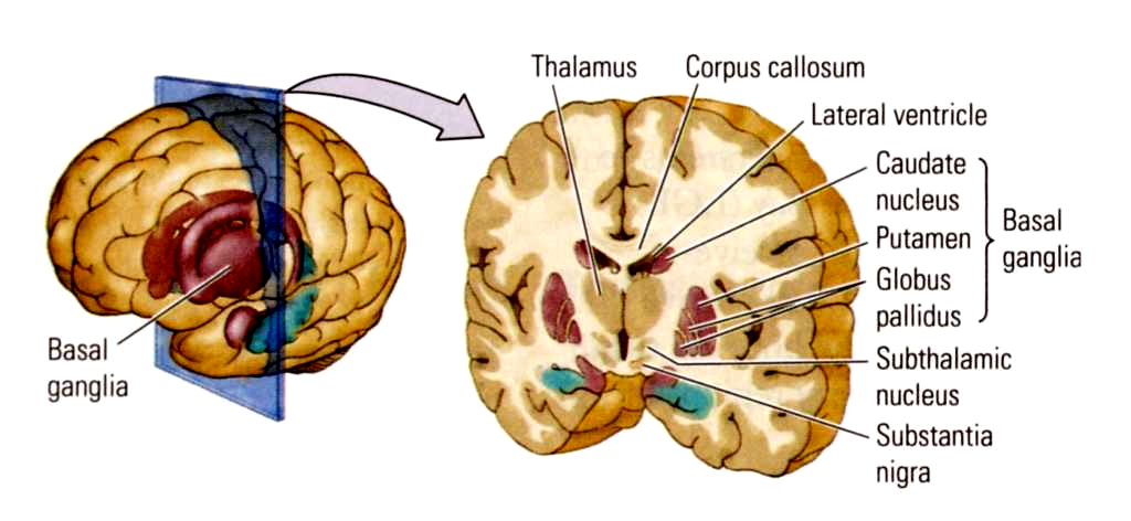 A bazási ganglionok és a motoros működésben
