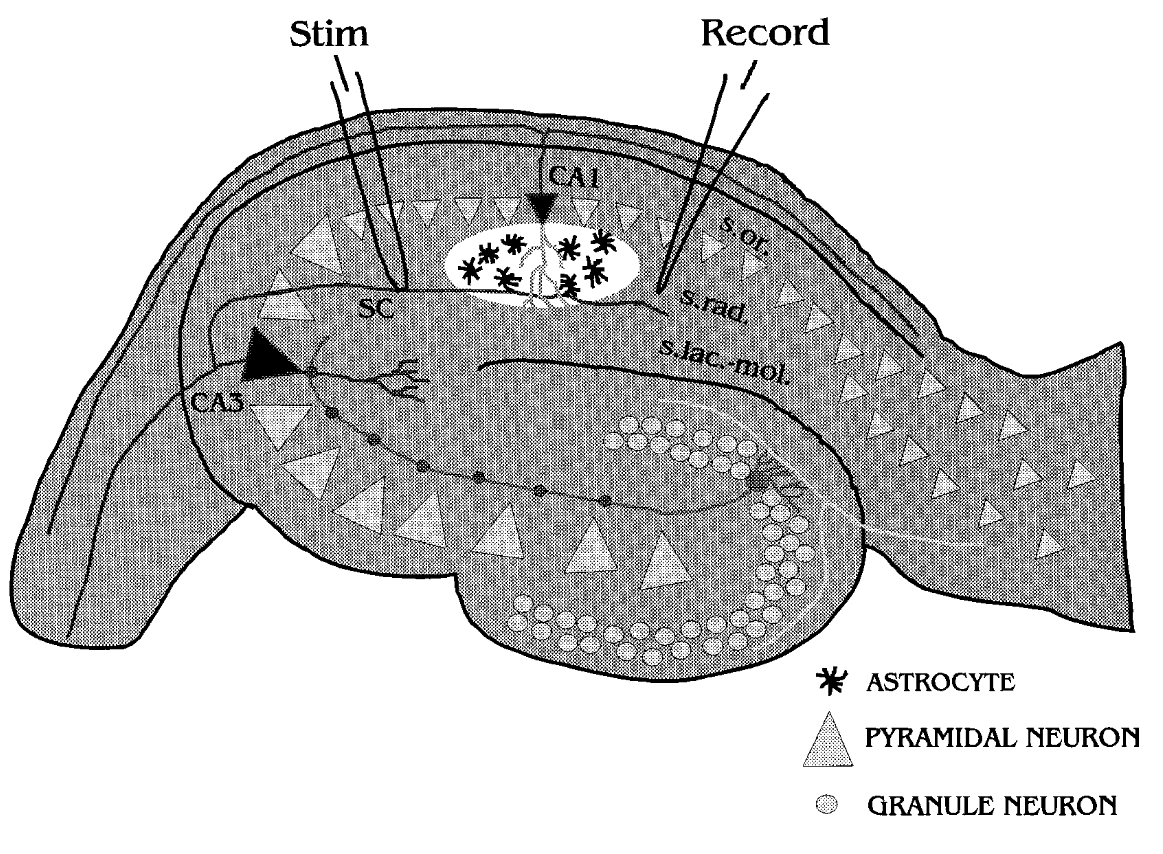 Glia-neuron interakció Neuron Glia szignalizáció Példa 1. Hippocampus Schaffer-kollaterálisok stimulációja [Ca ++ ] ic növekedést vált ki CA1 stratum radiatum asztrocitákban 1.