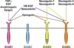 neuroendokrin neuronok eminencia mediana, portális keringés hipofízis, gonadotropin (LH, FSH) szekréció véráram, gonádokban