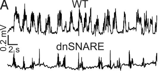 Glia-neuron interakció * adenozin sztori izgalmas folytatása Glia Neuron szignalizáció 4.