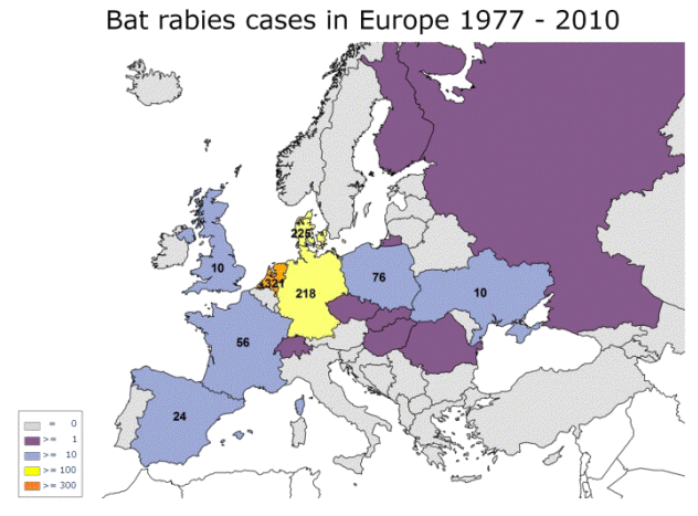 A denevérek veszettsége Európában ritka, de előfordul Source: