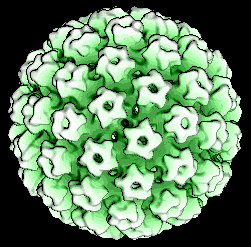 A HPV szerepe a méhnyakrák HPV fertőzéshez társul az emberi daganatok 6,1%-a.