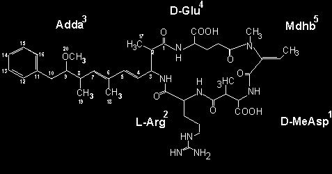 Az ebbe a csoportba sorolt másik hasonló szerkezetű peptid a nodularin, az őt termelő Nodularia spumigena cianobaktériumról nevezték el (2. ábra).