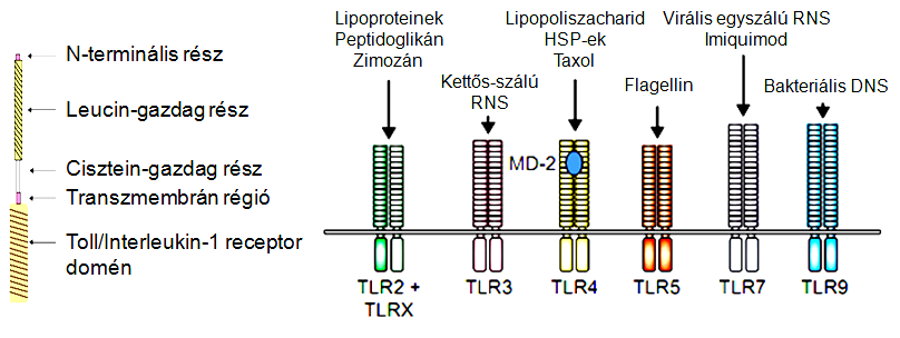1. ábra A Toll-szerű receptorok általános szerkezete, és az általuk felismert ligandok (Akira, 2003; módosítva) Így például az elsőként azonosított humán Toll-szerű receptor, a TLR4 a virális F-
