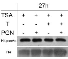 TSA-előkezelt keratinociták PGN-nel történt indukciója/reindukciója sem változtatta meg a 27 órás mintákban (27h N+PGN, 27h T+PGN) a H4panAc szint nagyságát a kontrollhoz (27h N) képest (5. C ábra).