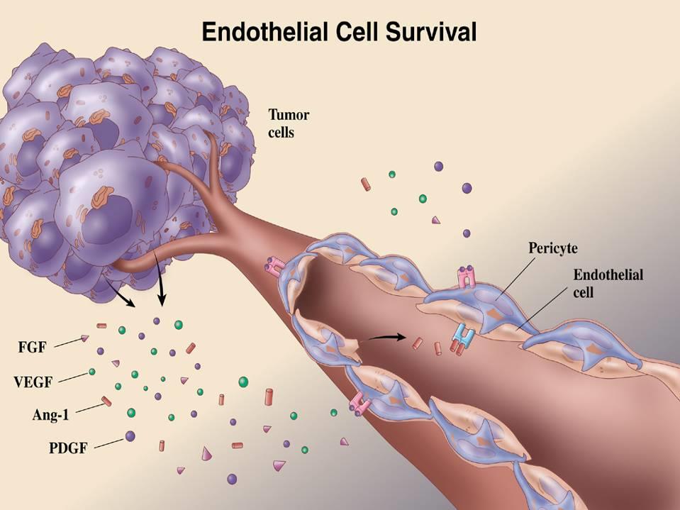 Endothel proliferáció kapilláris képződés tumor sejtek periciták