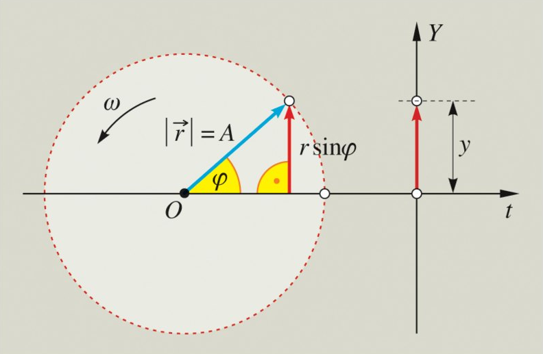 1. ábra. Harmonikus rezgőmozgás: ω: körfrekvencia; ϕ: fázisszög 3.2. Fourier-sor 3.2.1. Trigonometrikus polinomokkal leírt Fourier-sor A 2.1. fejezetben láttuk, hogy minden periodikus függvényt különböző amplitúdójú- és fázissúlyozású, harmonikus rezgésre lehet felbontani.