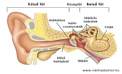2.14 ábra: A fül felépítése A hangok először a külső hallójáratba jutnak, majd megrezegtetik a dobhártyát. Ennek belső felszínéhez kapcsolódik a három hallócsontocska közül az első.