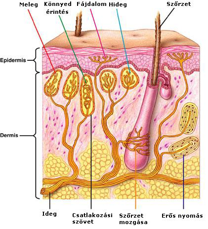 2.3.5 Bőrérzékelés A bőrben lévő érzékelő idegvégződések (receptorok) által közvetített érzékletek. A bőrben hő-, fájdalom-, tapintás- és nyomásérzékelő idegvégződések vannak.