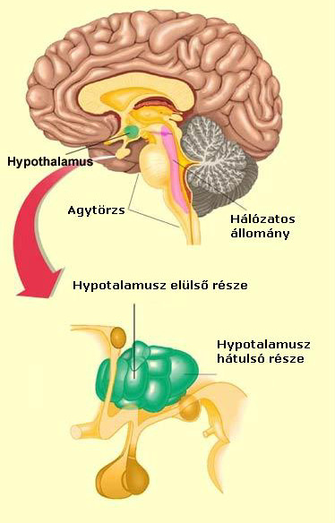 2.19 ábra: A hőmérséklet-receptorok érzékenysége (Forrás: http://www.neurophysiology.ws/receptors.