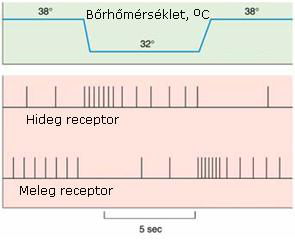 2.21 ábra: A testközpont hőmérsékletének napi változása (Forrás: www.duhs.edu.pk/.../lec11-sem2-hnsweek4-201109) A hőmérséklet-receptorok reakciója változik, ha az inger időben nem változik.