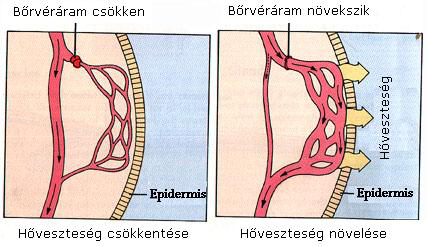 2.23 ábra: A bőrvéráram szabályozása (Forrás: http://www.physioweb.org/integumentary/skin_functions.html) 2.