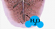 3.3 ábra: Fotoszintézis (Forrás: http://viszavzsodor.blogspot.hu/2012/03/fotoszintezis.html http://lifeofplant.blogspot.hu/2011/10/calvin-cycle.