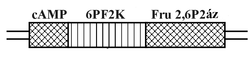 KRUGER, 2002; BANZAI et al., 2003). Ennek ellenére monofunkcionális fru 2,6P2ázt is találtak már spenótban (MACDONALD et al.