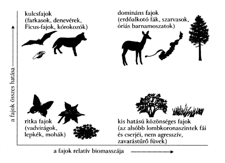 Kulcsfajok Az ökológiai rendszerek működésében különösen fontos szerepet játszó fajokat.