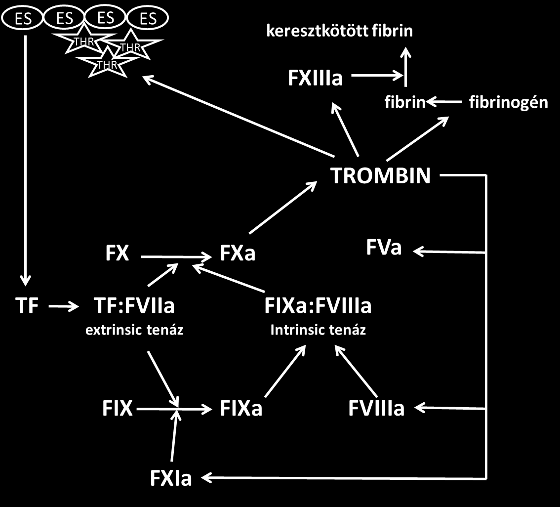 3.4. A hemosztázisrendszer működése A hemosztázisrendszer feladata kettős: a vér folyékony állapotban tartása, valamint érfalsérülés esetén a vérzés mielőbbi megszüntetése.