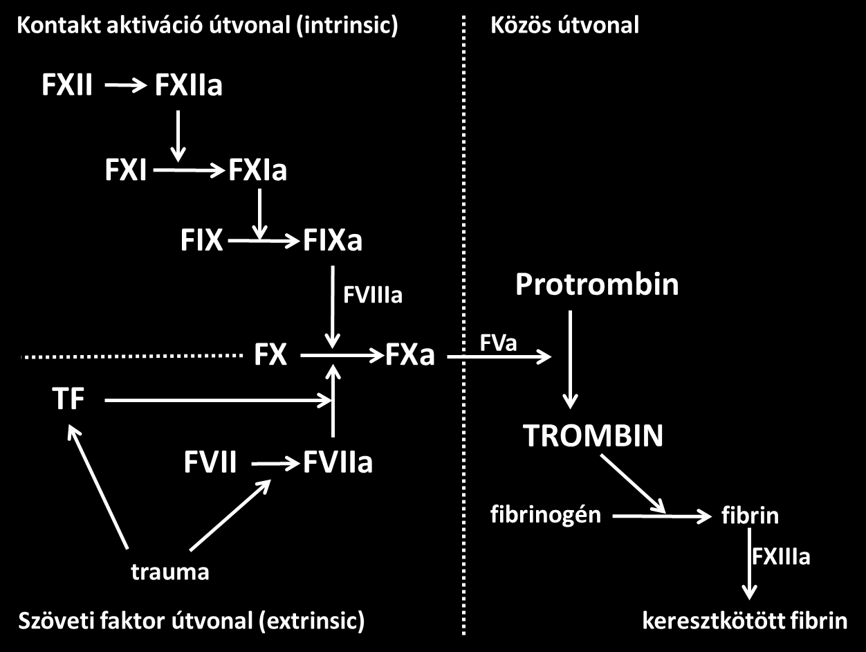 2. ábra: A véralvadás in vitro humorális útja A véralvadás lezárásához és a trombingeneráció megfékezéséhez antikoaguláns rendszerek szükségesek, melyek enzimek gátlásában vagy kofaktorok