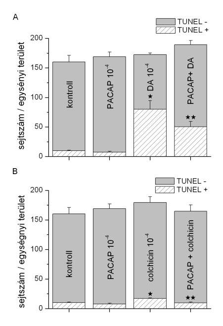 III.6.11. ábra. A jelátviteli fehérjék reprezentatív western blotjai kezeletlen, H 2 O 2 - és PACAP-kezelt JAR sejtekben. III.6.6. PACAP antiapoptotikus hatása Helix pomatia nyálmirigyében A Helix nyálmirigy dopaminnal, illetve colchicinnel való kezelése jelentősen emelte a TUNEL-pozitív apoptotikus sejtek számát.
