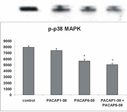 A choriocarcinoma sejtek jelátviteli molekuláit vizsgálva azt találtuk, hogy a PACAP önmagában növelte az ERK és JNK foszforilációt, míg csökkentette az Akt, p38 MAPK és GSK foszforilációt és a Bax