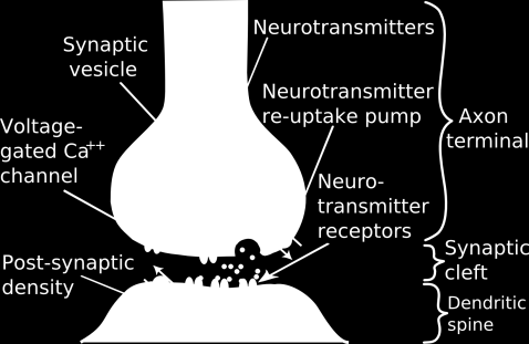 Az idegi impulzus axonok dendridek szinapszisok neurotranszmiterek ioncsatornák