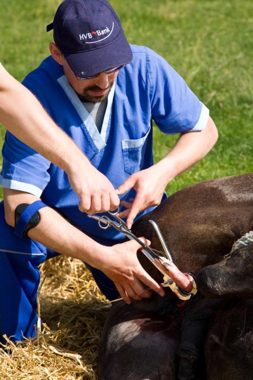 A megszületett borjút műanyag lepedőbe vagy ponyvába fogjuk fel.