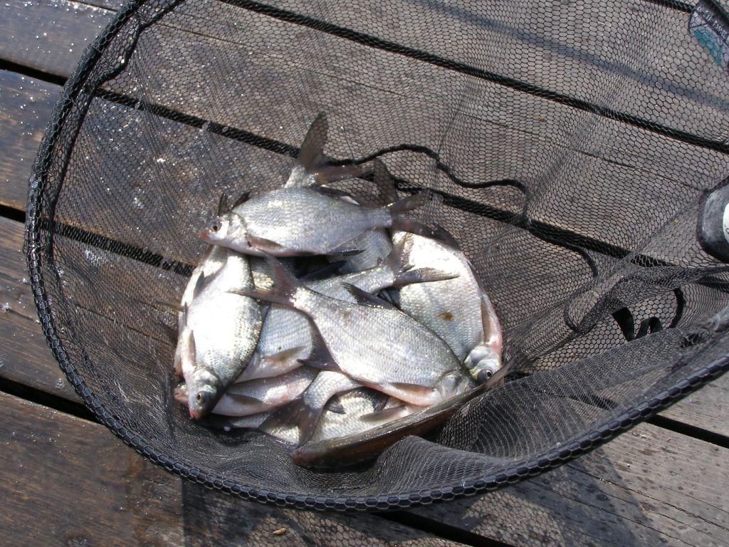 Horgászfogás faj szerinti megoszlása más hasznosítók vizein az utóbbit évek átlagában Harcsa 27,8 tonna 4% Amúr 11,2 tonna 3% Balin 14 tonna