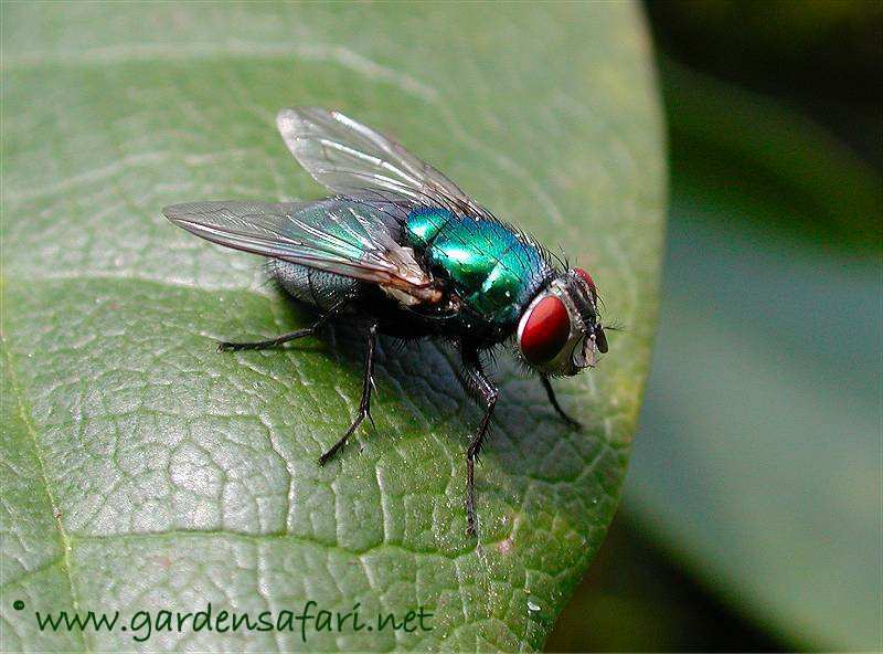 imágók nektárszívók, közel 60 hazai faj, a Calliphora fajok repüléskor zúgó hangot hallatnak Lucilia caesar fémzöld döglégy dögökön tömegesen látni Lucilia