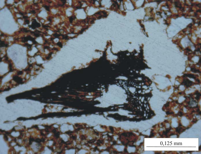 28 agyagásvány- és viszonylag magas klorittartalma jelentette, ami tehát különbséget jelent a paticsokhoz képest (11. ábra). 9. ábra Szenesedett növénymaradvány mikroszkópos felvétele a vörsi 1.