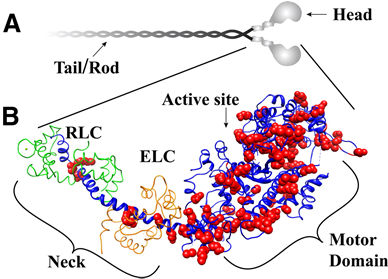 A SIMAIZOM ÖSSZEHÚZÓDÁSÁNAK MOLEKULÁRIS MECHANIZMUSA MOLEKULÁK miozin aktin tropomiozin caldesmon, calmodulin miozin könnyű lánc kináz Ca 2+ ATP 1. stimulus 2. [Ca 2+ ] citoplazma 3.