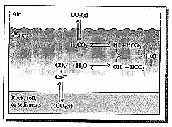 Fe(H 2 O) 6 3+ + H 2 O Fe(H 2 O) 5 OH 2+ + H 3 O +, 13 14 Gázok oldódása vizekben Széndioxid oldódása ph függvényében Henry-törvény: c G = K p G A vízben oldott gázok jelenléte vagy hiánya