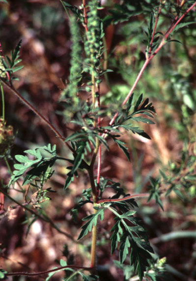 Ambrosia artemisiifolia L. (syn: A. elatior L.