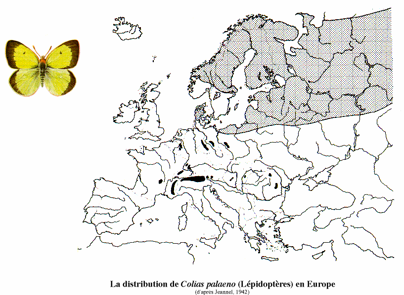 lápok Colias paleno europeme Alpokalji tızeges