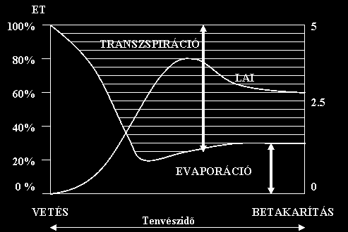 Növényzettel borított talajfelszín