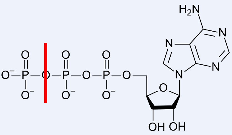 AT: adenozin -5 - trifoszfát foszforanhidrid foszforészter A szervezetben az ELEM AT és GT G~ 30.
