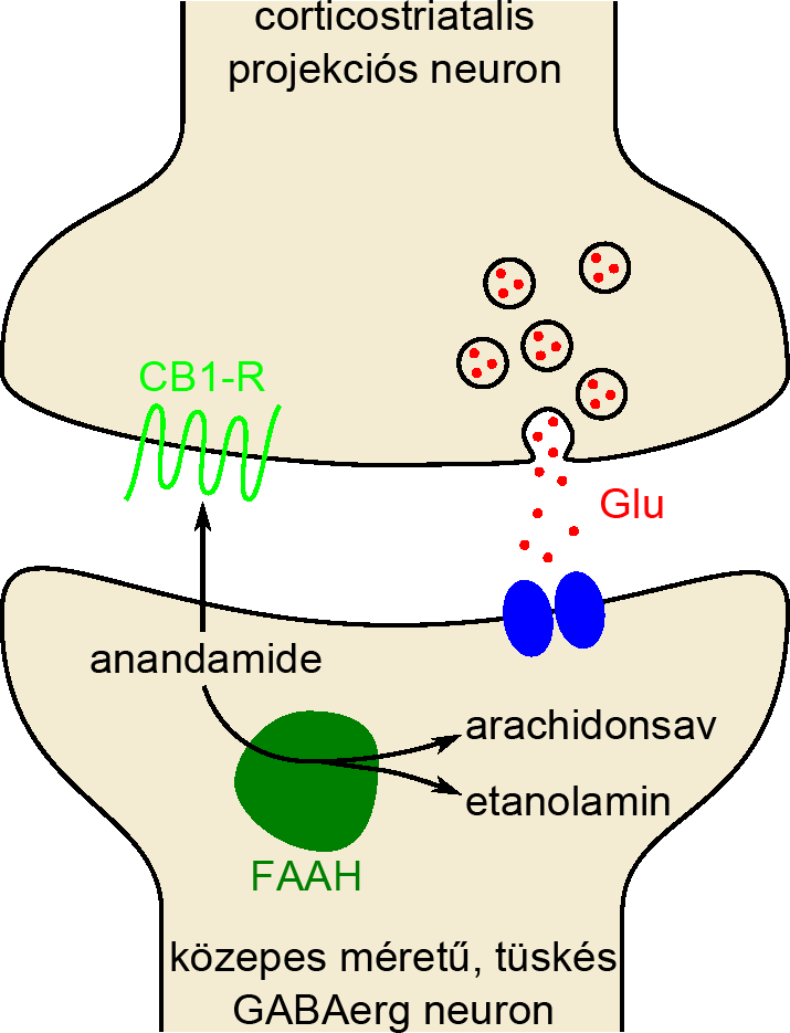 12. ábra. Az endogén kannabinoid rendszer szerepe a ventralis striatumban. A CB1 receptorok preszinaptikusan helyezkednek el, a corticostriatalis, glutamáterg projekciós neuronokon.