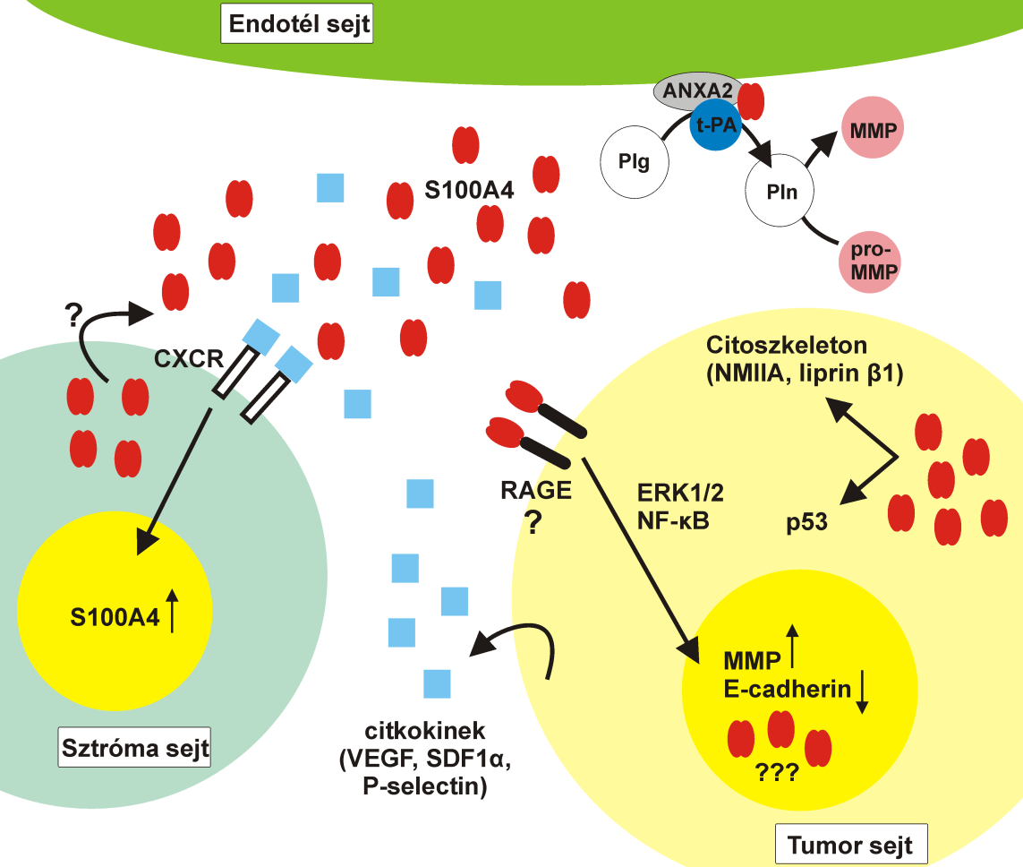 S100A4 MMP-k expresszióját indukálta [39, 40]. Az S100A4 működésével kapcsolatban két kérdéskör különösen kevéssé tisztázott.