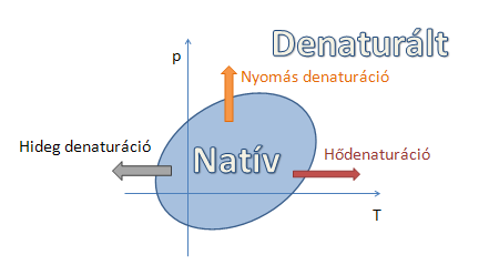 10. ábra Hawley-féle elliptikus fázisdiagram Az elliptikus fázisdiagram alkalmazhatóságának korlátja, hogy kétállapotú rendszert feltételez (csak natív és denaturált állapotokat tartalmaz,