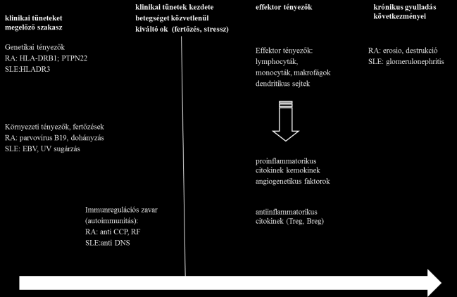 működésének eredményeként jön létre, a rendszer sérülése immunregulációs zavarhoz vezethet, aminek következtében specifikus B- és T- lymphocyták alakulhatnak ki.