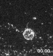 NUKLEÁCIÓS FAKTOROK FORMINOK Teljes belső visszaverődéses fluoreszcencia mikroszkópia Egyedi aktin filamentumok polimerizációja formin