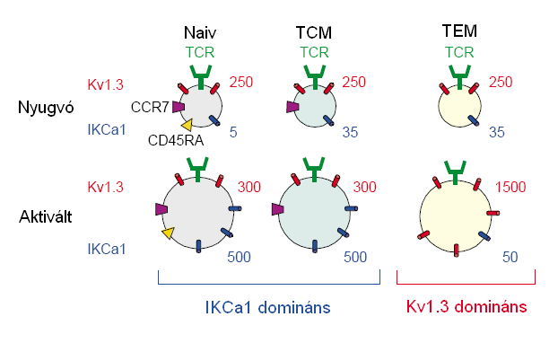 6. ábra: Az egyes limfocita altípusok sejtfelszínén megtalálható Kv1.