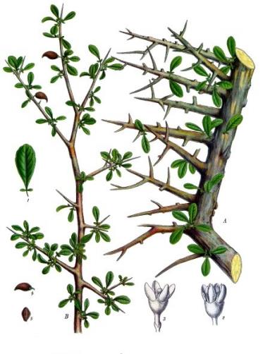 Mirha Myrrha (Ph.Hg.VIII.) Commiphora molmol Engler [syn. C. myrrha (Nees) Engl.