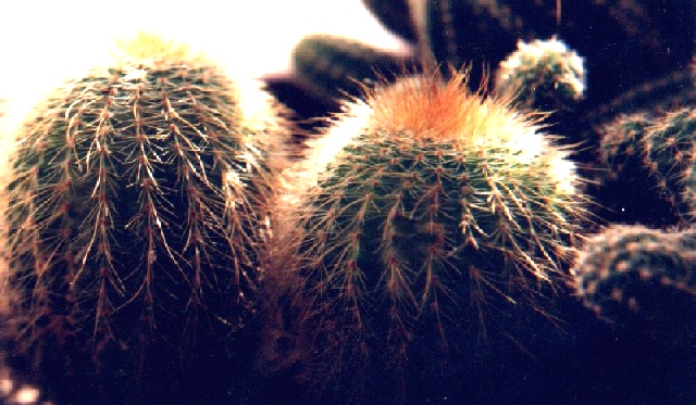 Kaktuszok A pozsgás, húsos vastag levelét nagy üregű sejtekből álló víztároló szövet alkotja.