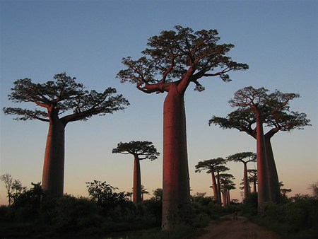Az afrikai szavannák furcsa megjelenésű fafélesége a majomkenyérfa (baobab). Idősebb egyedeknél a 8 métert is meghaladó átmérőjű fák sem ritkák, a törzsükön satnya korona található.