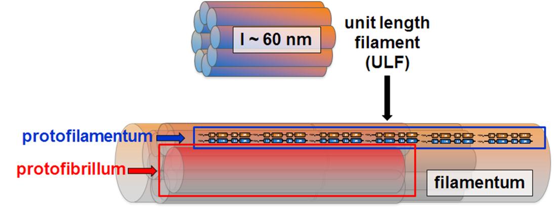 átrendeződésen esik át, ennek eredménye egy sugárirányú tömörülés, az átmérő végül kb. 10-11 nm-re csökken (Hermann és mtsai, 1999). 3.