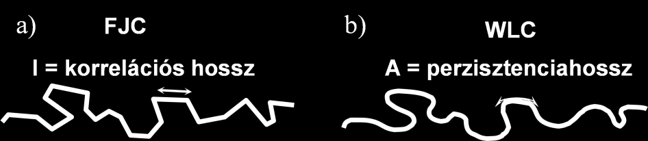 végbementő folyamatok az entrópia, a rendezetlenség növekedésével járnak, a biopolimerek esetén a magas entrópiájú állapotot jelenti a rövid Z, azaz a szegmensek véletlenszerű összekapcsolódása,