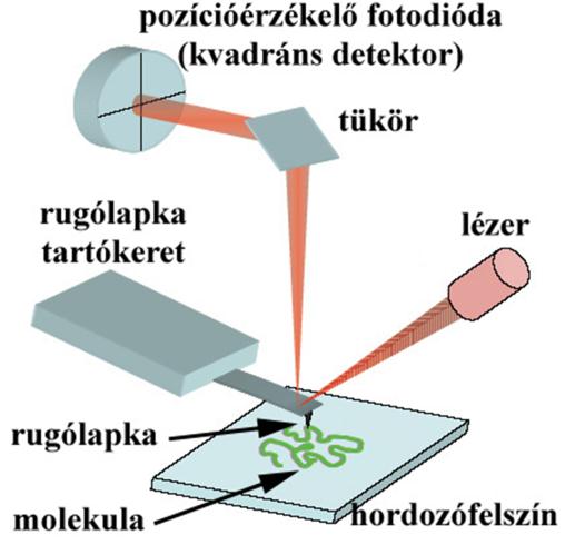 a termikus gerjesztés hatására nő a polipeptidlánc konformációs rendezetlensége, entrópiája.